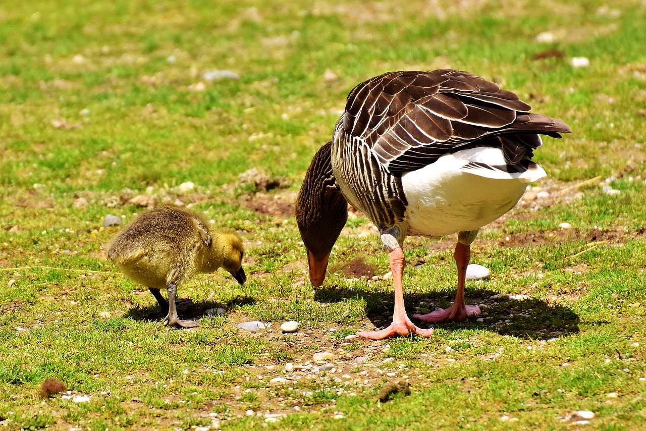 Goose and gosling symbolize mediating child support